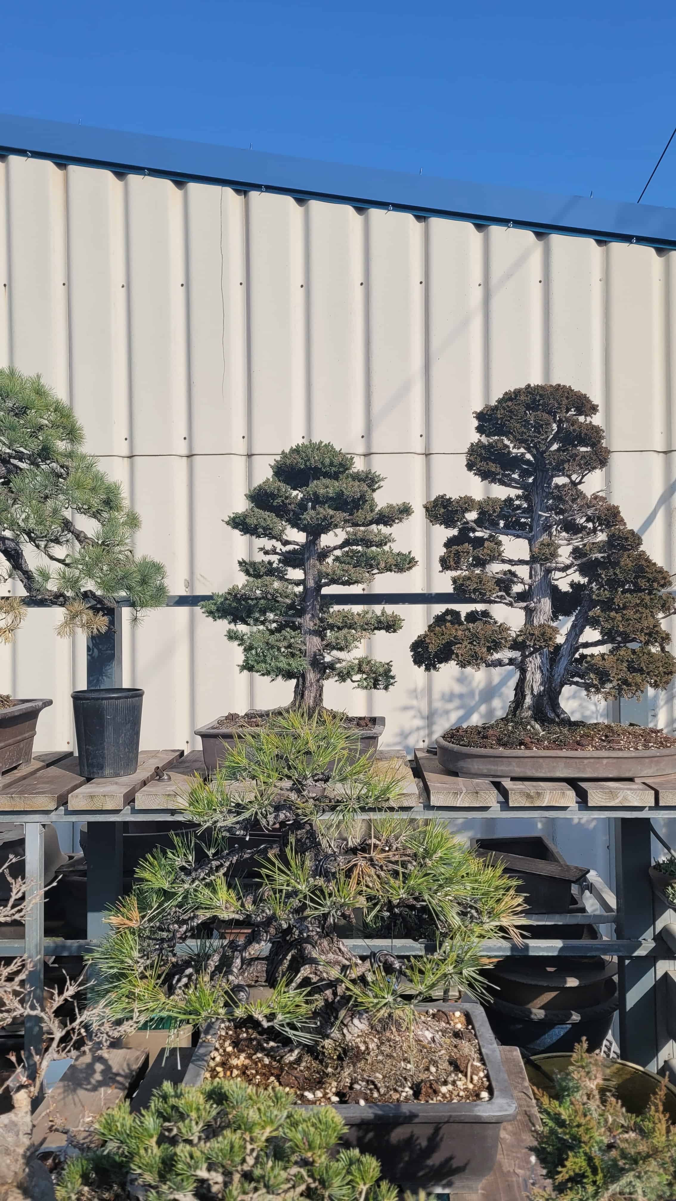 A cypress bonsai tree from kobayashi in Japan